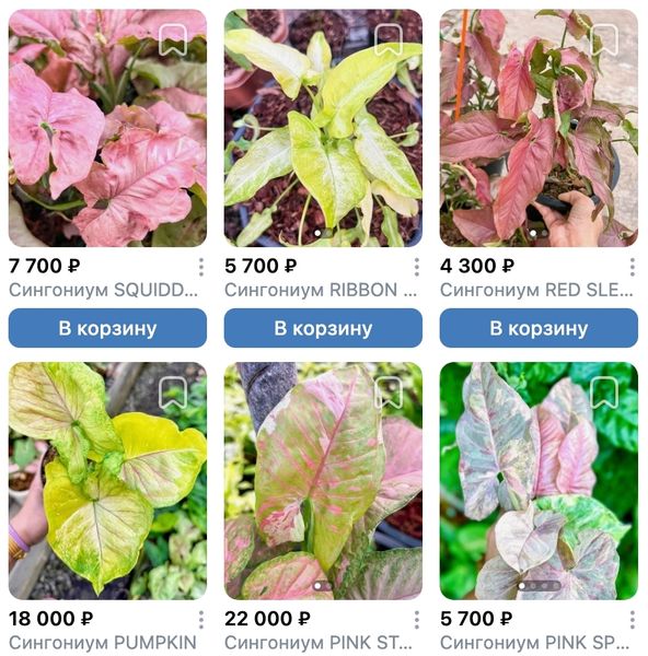 Добавили сингониумы в предзаказ ароидных S07 на июнь 2026