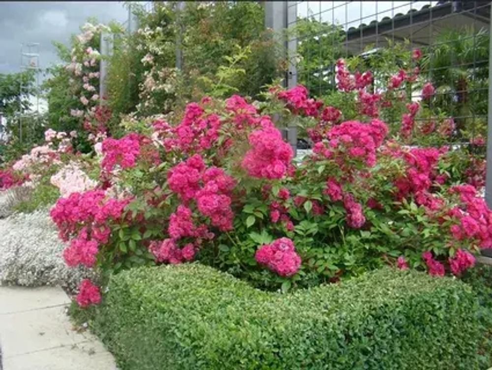 Роза Динки Закупка М16 июнь 2026