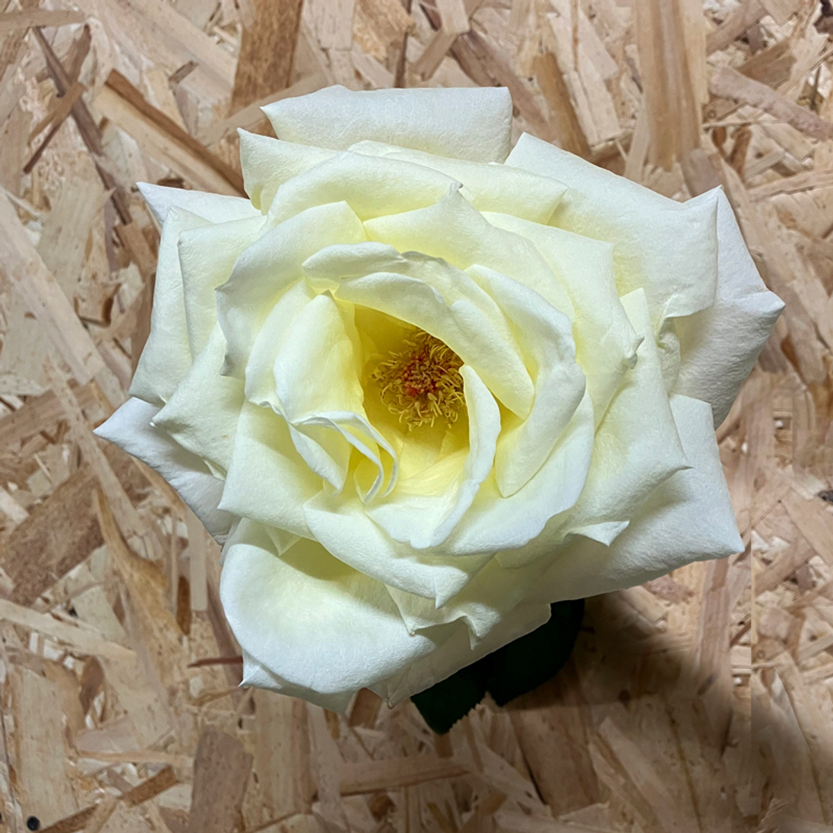 Норма Джин — букет невероятных белых ароматных роз