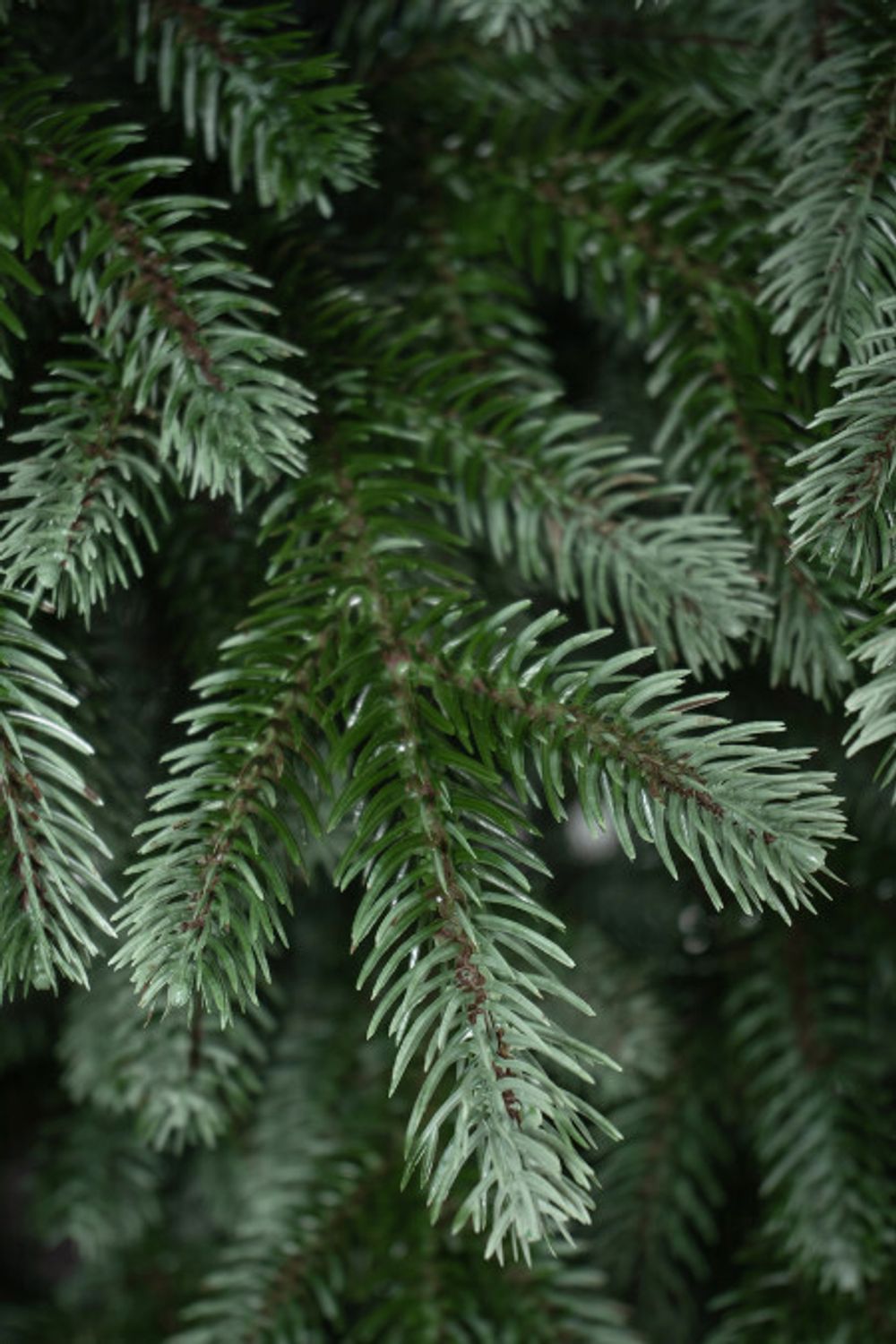 Ель искусственная «Архангельская» (Литая хвоя) 3 м