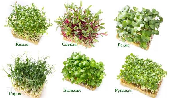 Микрозелень редиса и подсолнечника на кухне: витаминный взрыв за 7 дней Микрозелень редиса и подсолнечника на кухне: витаминный взрыв за 7 дней