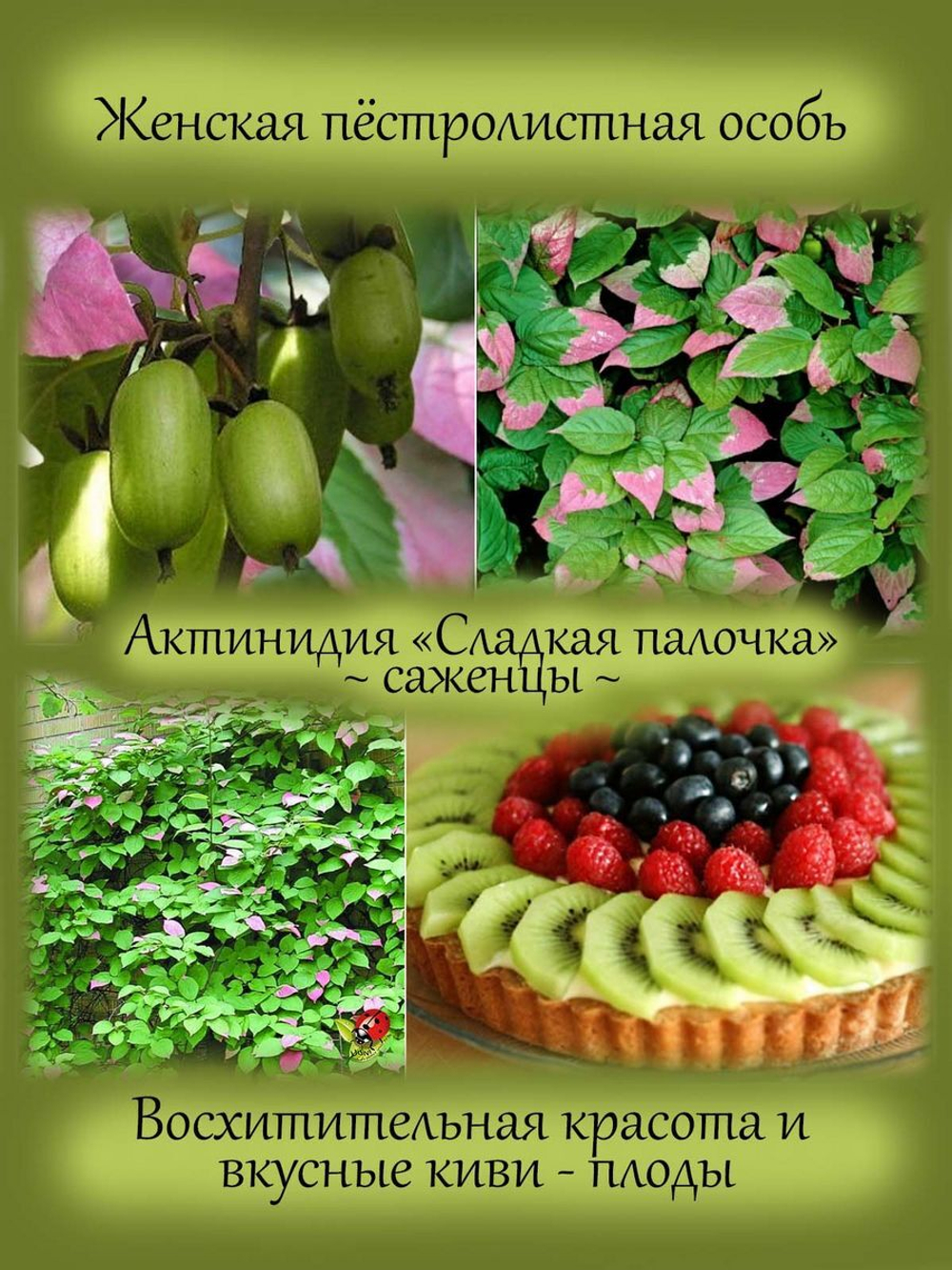 Актинидия Сладкая палочка женский сорт