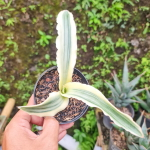 Сансевиерия KATANA WHITE