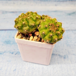Gymnocalycium damsii (Гимнокалициум)