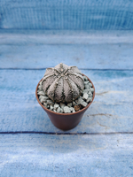 Astrophytum Asterias "Super Kabuto" (Астрофитум)