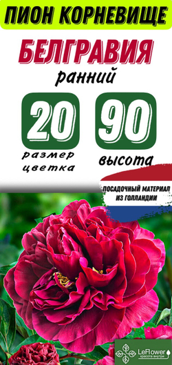 Пион Корневище, Белгравия, 1-3почки, 1шт