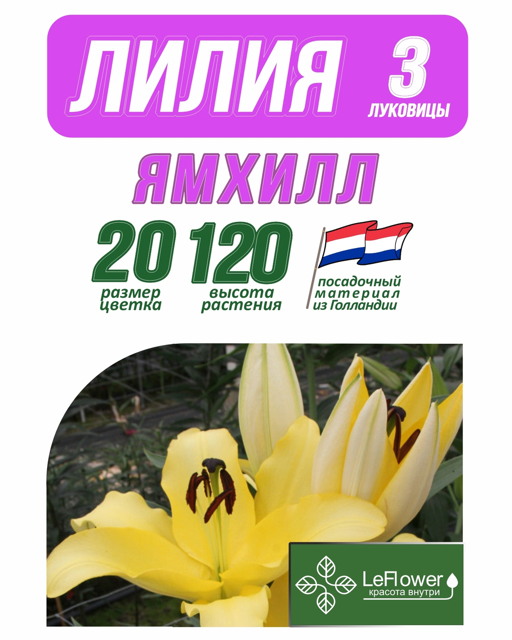 Лилия Луковица, Ямхилл, 3 шт