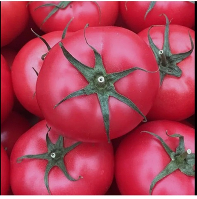 Грифон F1 розовый томат 1000 семян