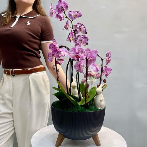 Пасхальные шикарные орхидеи с керамическими зайцами в кашпо. Орхидея 003 Chalet Green