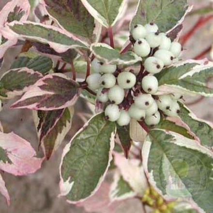 Дёрен белый "Сибирский вариегатный"