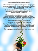 Ромашка Крези Дези садовая Нивяник