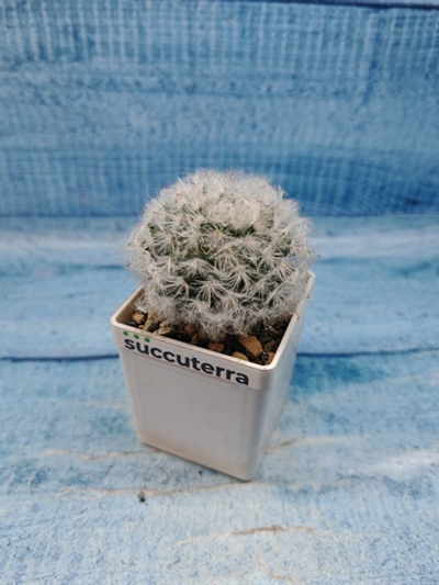 Mammillaria Bocasana (Маммиллярия)