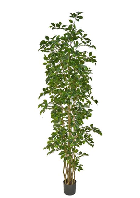 Фикус Бенджамина Наоми - Зеленый