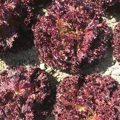 КАРМЕЗИ семена салата (Rijk Zwaan | Alexagro)