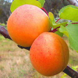 Абрикос Царский