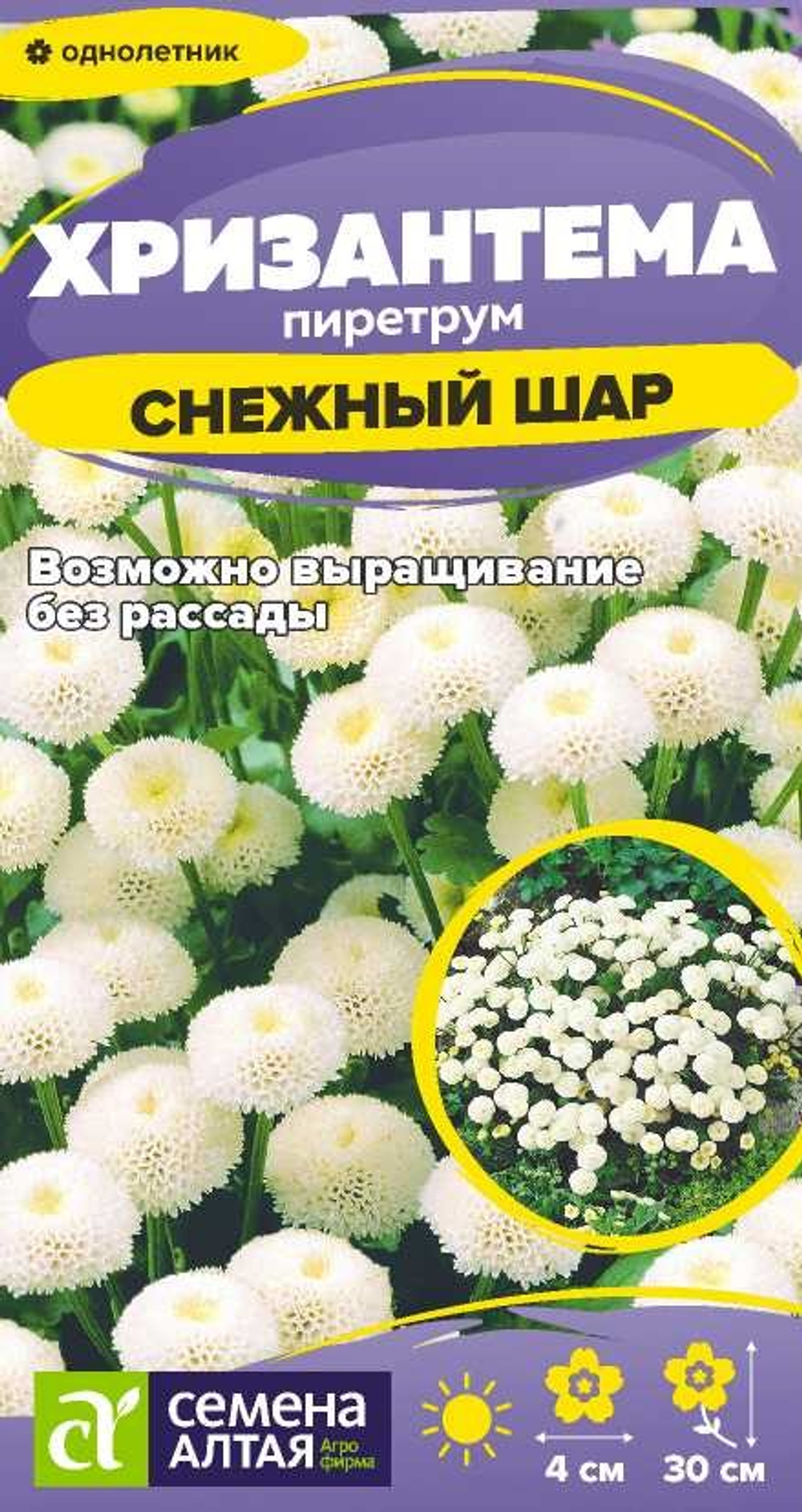 Хризантема Снежный шар пиретрум 0,01 Семена Алтая