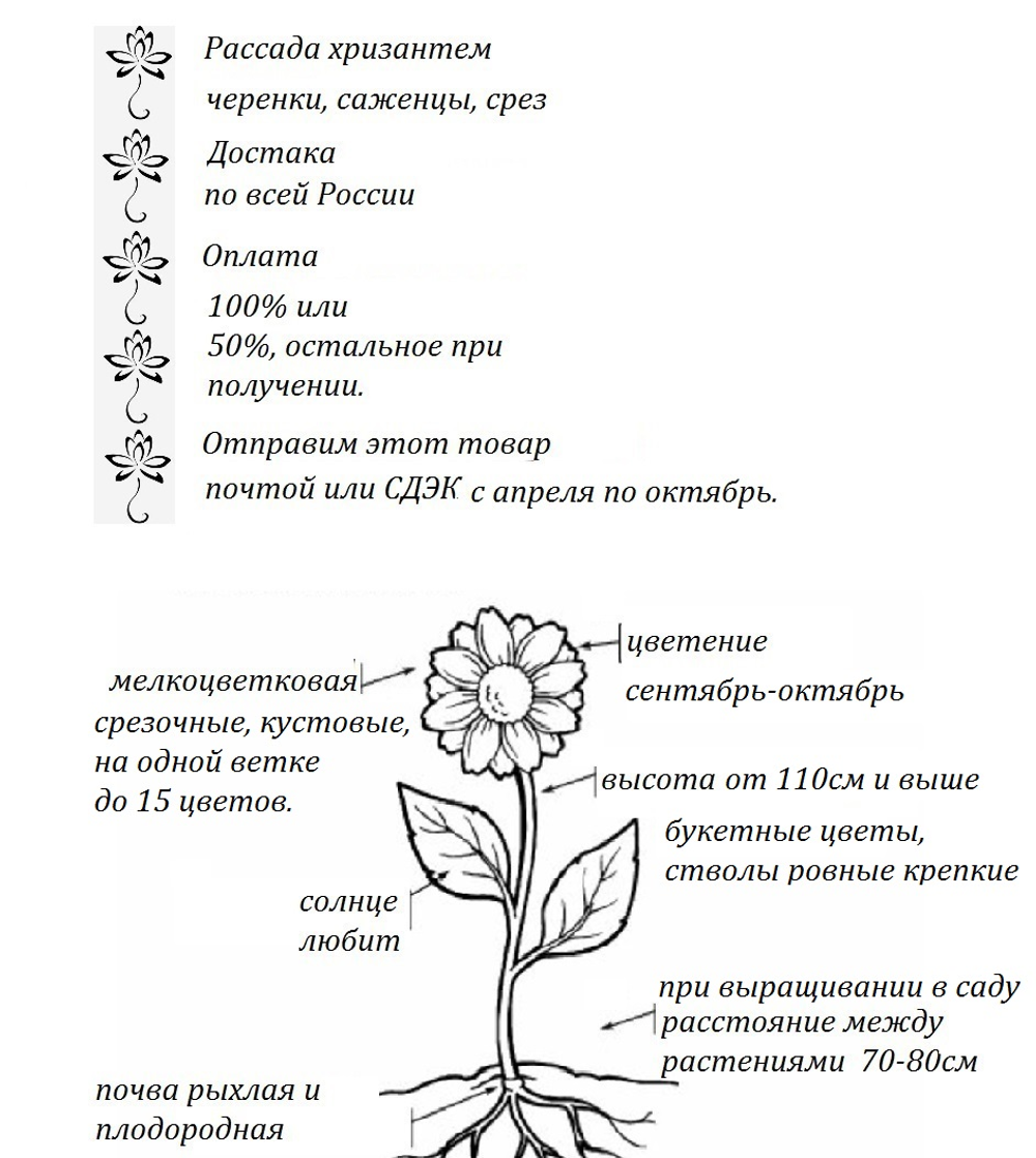 Хризантема кустовая Serov ☘ к.31   (временно нет в продаже)