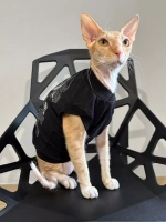 Одежда для кошек сфинкс