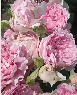 Флораже / Rosa Florajet