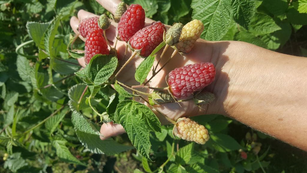 Малина ремонтантная сорт Брянское диво