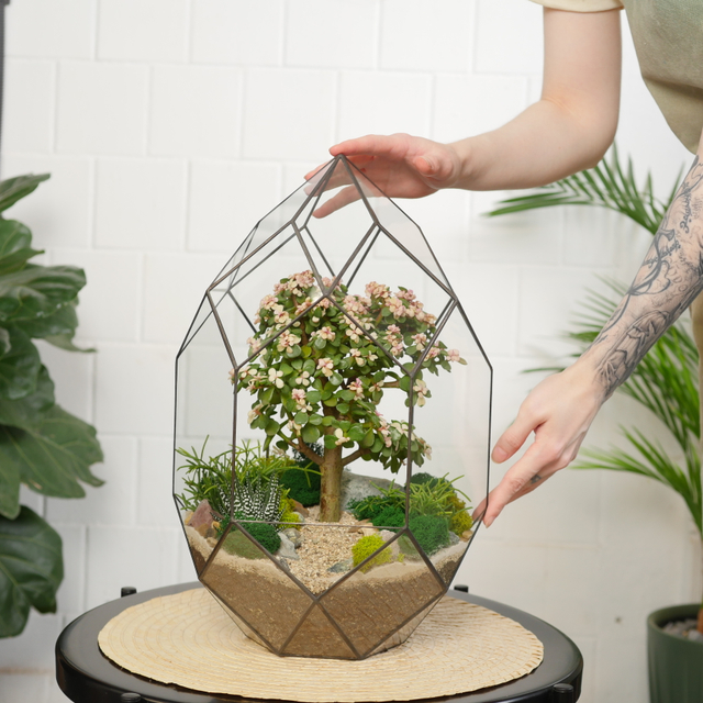 Готовый флорариум с суккулентами бонсай Цефей