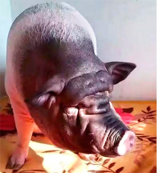 Из-за своей храпящей свиньи семье пришлось переезжать шесть раз Из-за своей храпящей свиньи семье пришлось переезжать шесть раз