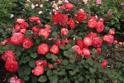 Марсель ан Флёрс (Marseille en Fleurs)