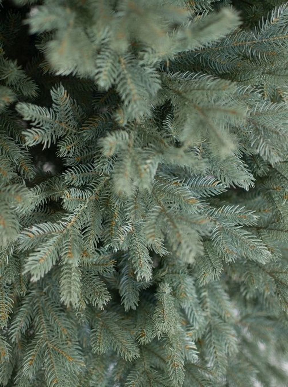 Ель искусственная голубая «Марселло» (Литая хвоя) 210 см / 2.1 м