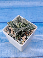 Faucaria Tuberculosa (Фаукария)