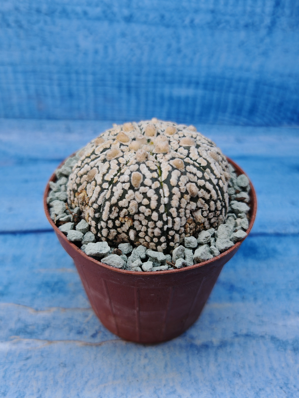Astrophytum Asterias "Super Kabuto" (Астрофитум)