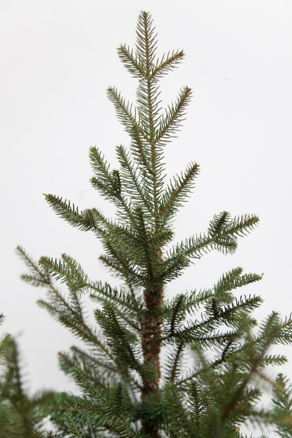 Ель 185см Black Box Французская зеленая