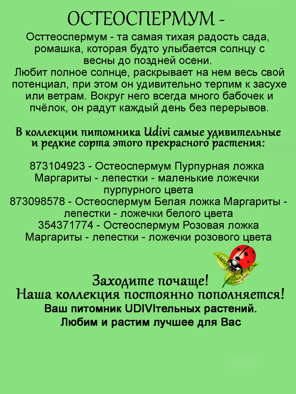 Остеоспермум Розовая ложка Маргариты вегетативный