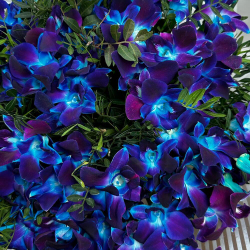 Букет из синих орхидей Космос в руках XXL. Букет 7424