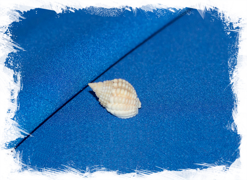 Раковина Nassarius conoidalis labordei