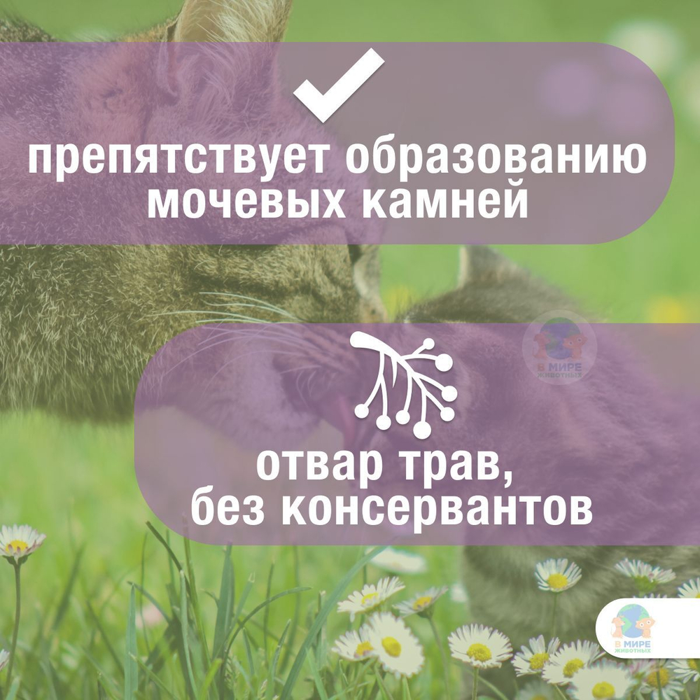 КОТЭРВИН раствор для поддержания мочеполовой системы у кошек и котят, 3 флакона по 10 мл, VEDA