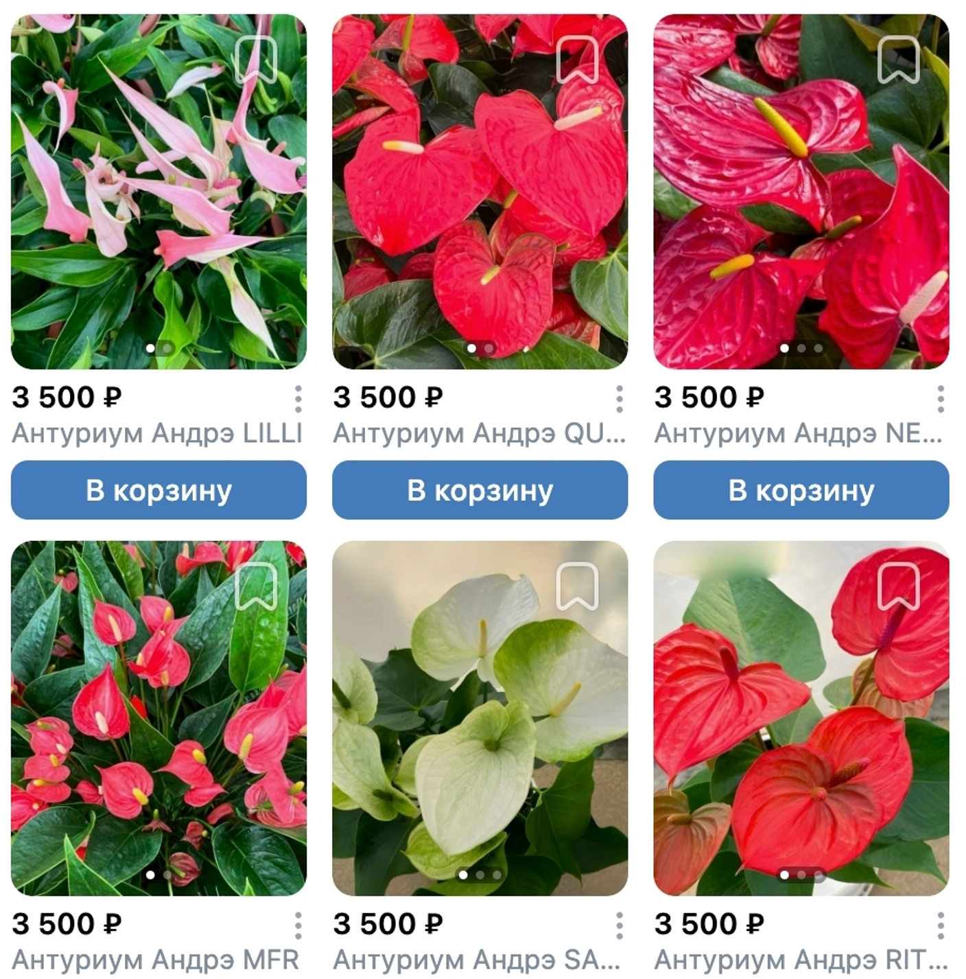 Предзаказ Антуриумы Андрэ Таиланд, поставка S09 июнь 2026