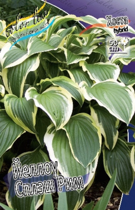 Hosta Yellow Splash Rim