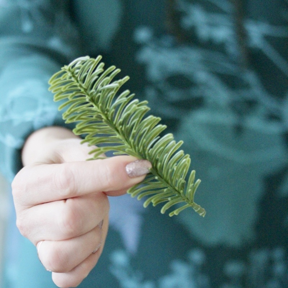 Лапка нобиуса 14 см