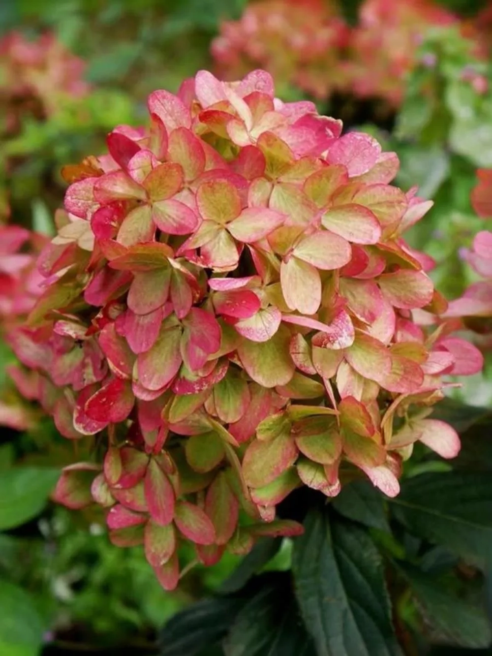 Гортензия метельчатая Граффити