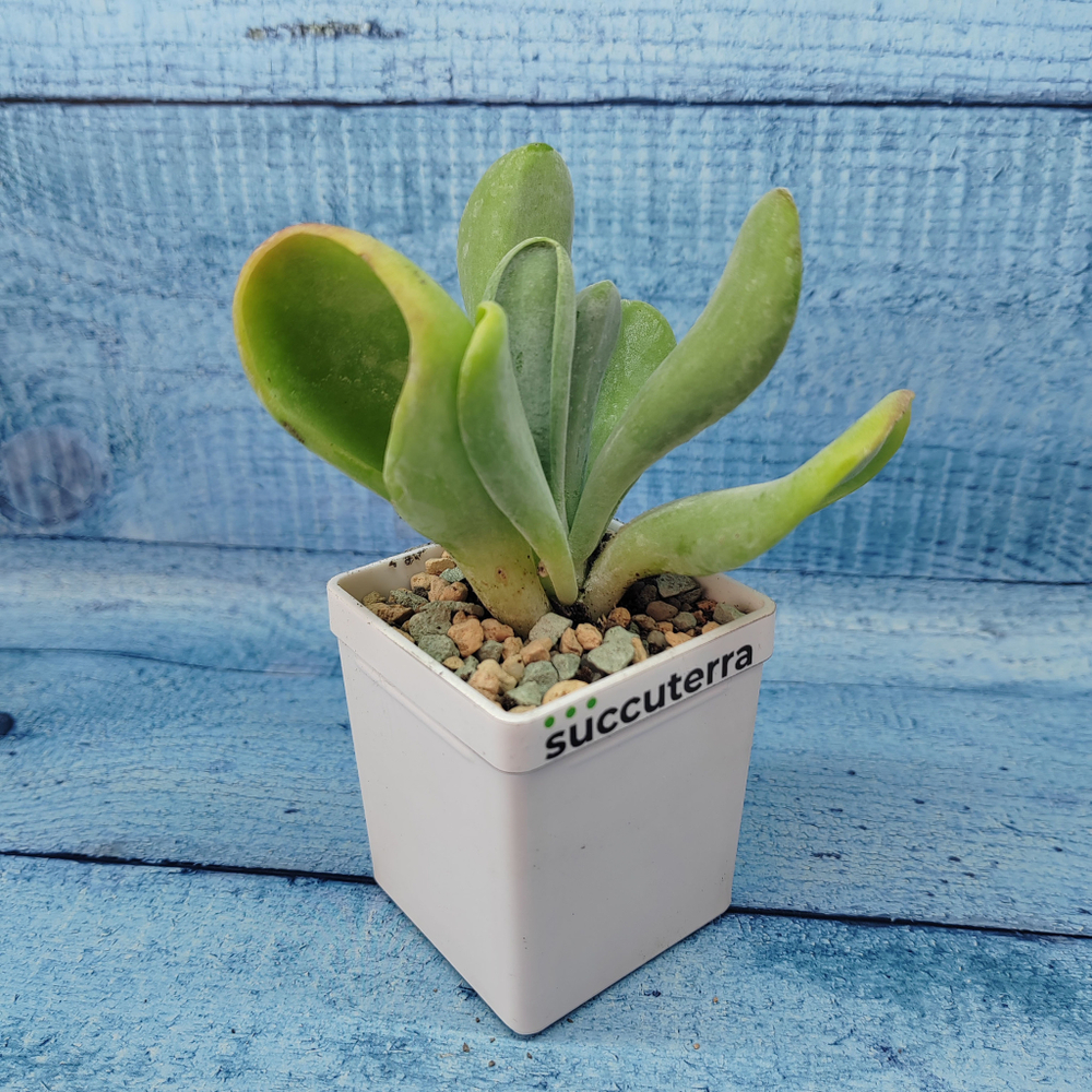 Kalanchoe Thyrsiflora Oricula (Каланхоэ)