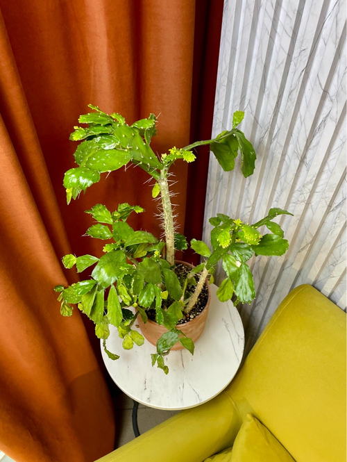 Опунция Нопалея, Кактус, D17см H50см, 1шт, Urban Jungle (7143)