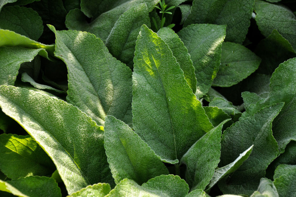 Зопник рассела. Phlomis russeliana.