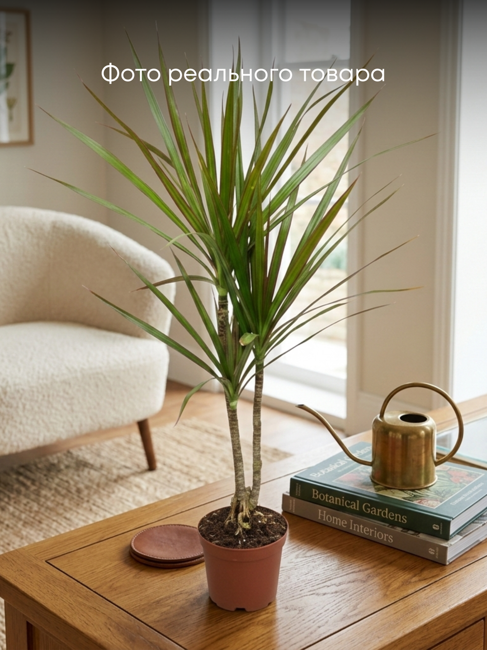 Драцена узколистная Millennial Forest д.11