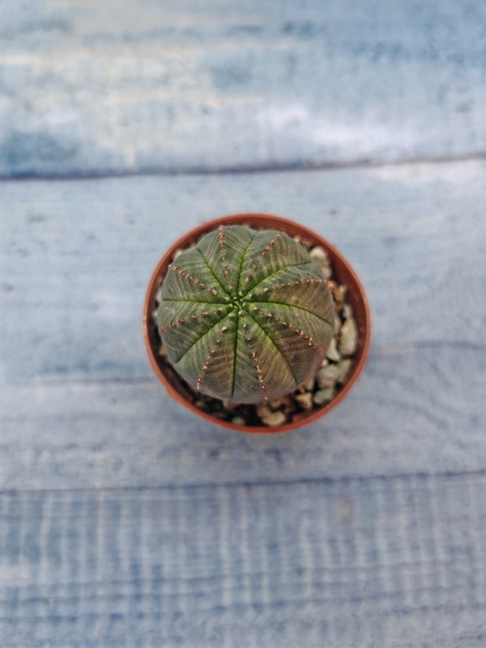 Euphoria Obesa (Эуфорбия)