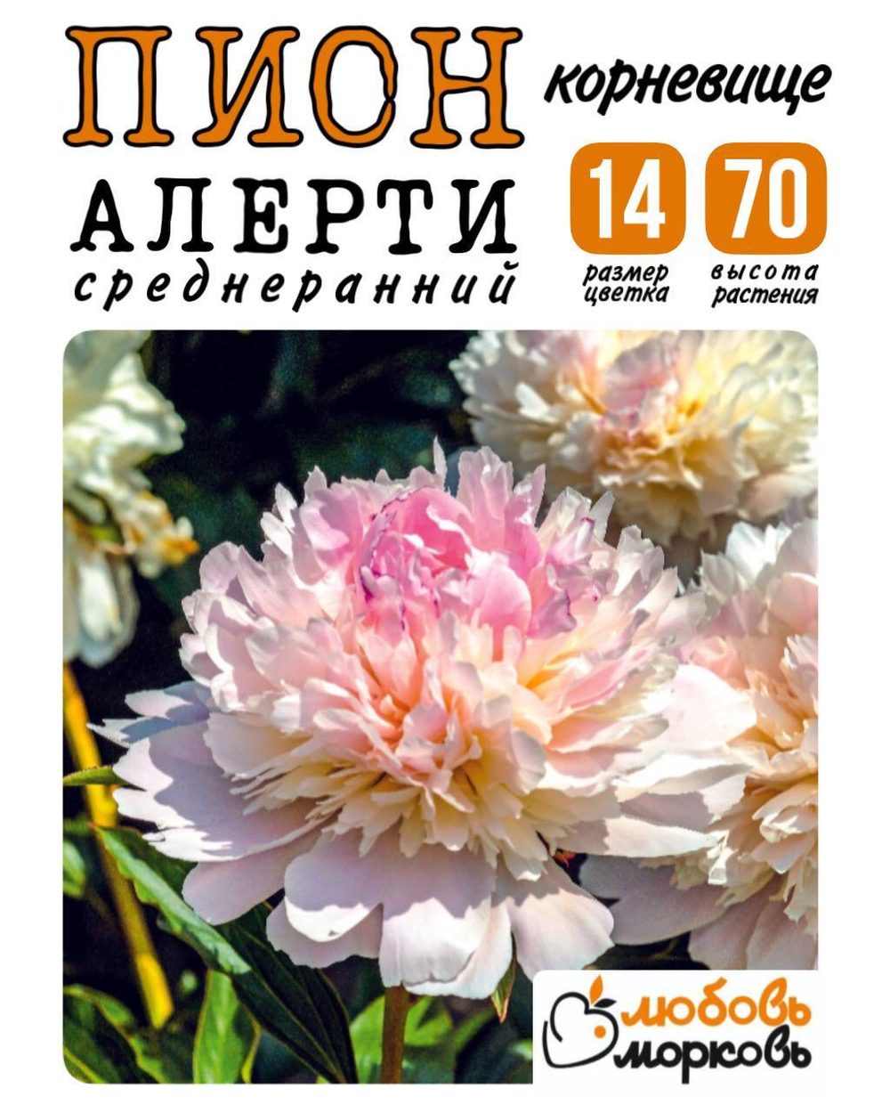 Пион Корневище, Алерти, 1-3почки, 1шт (Любовь Морковь)