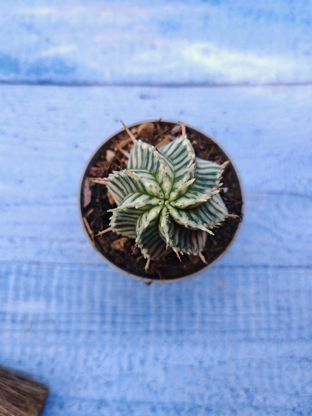 Euphorbia meloformis f. Variegated (Эуфорбия вариегатная)