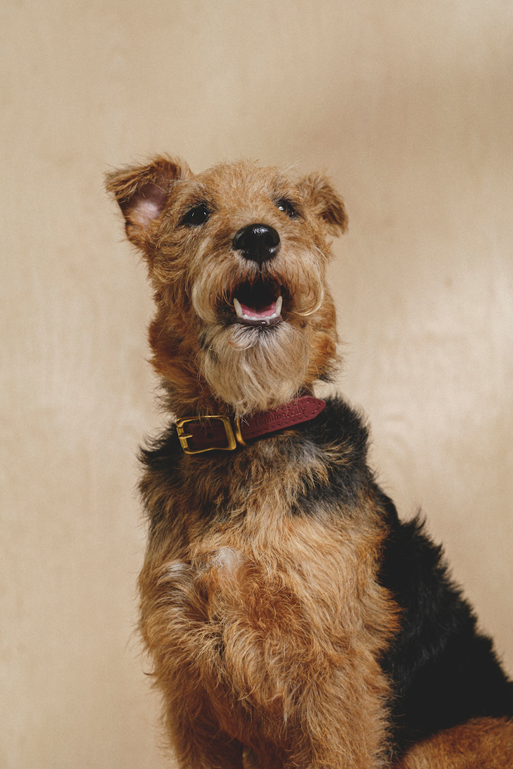 Классический прямой ошейник Винный