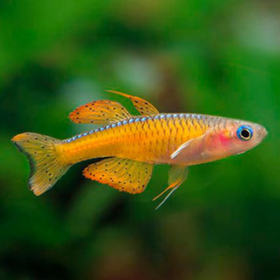 Псевдомугил Паскай