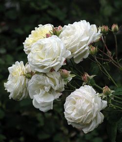 Мануэль Кановас (Manuel Canovas)