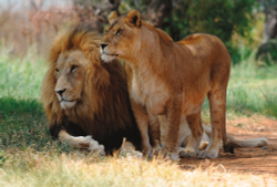 Коллекция Животные